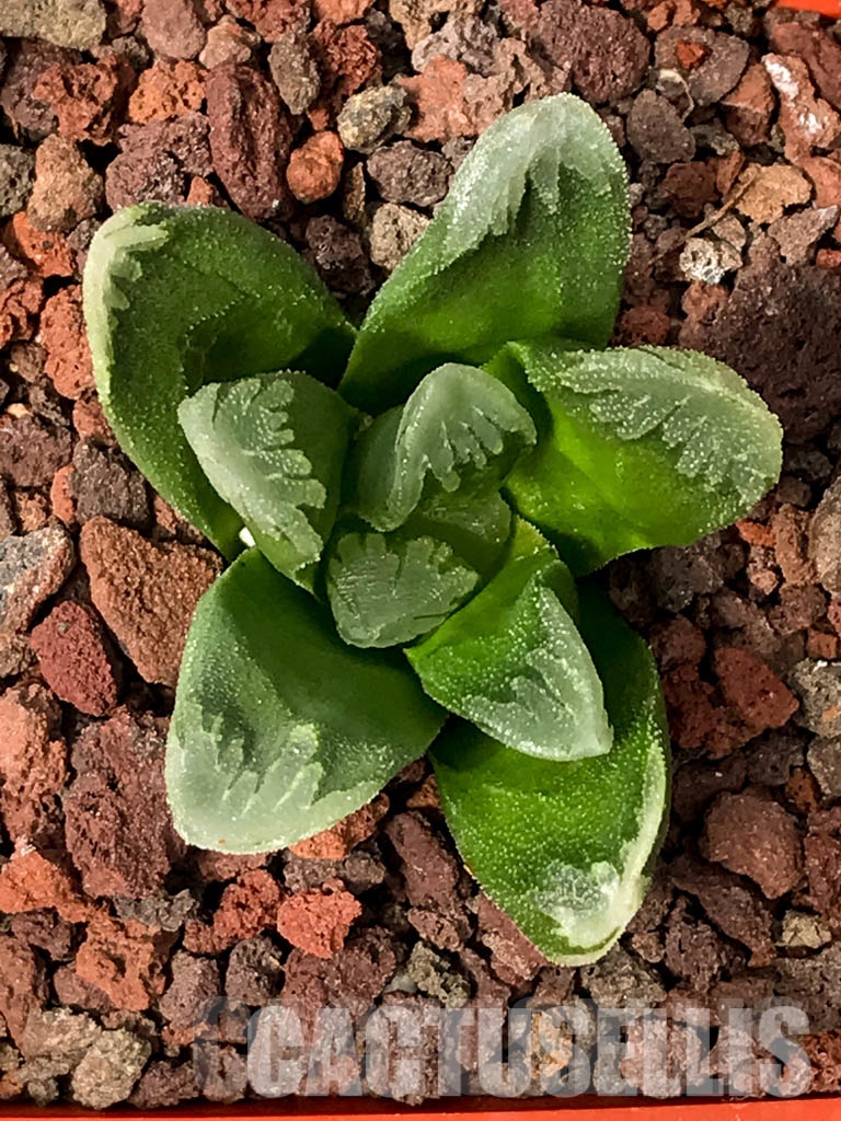 SHPRA5230 Haworthia SY-20 x magnifica - Image 4