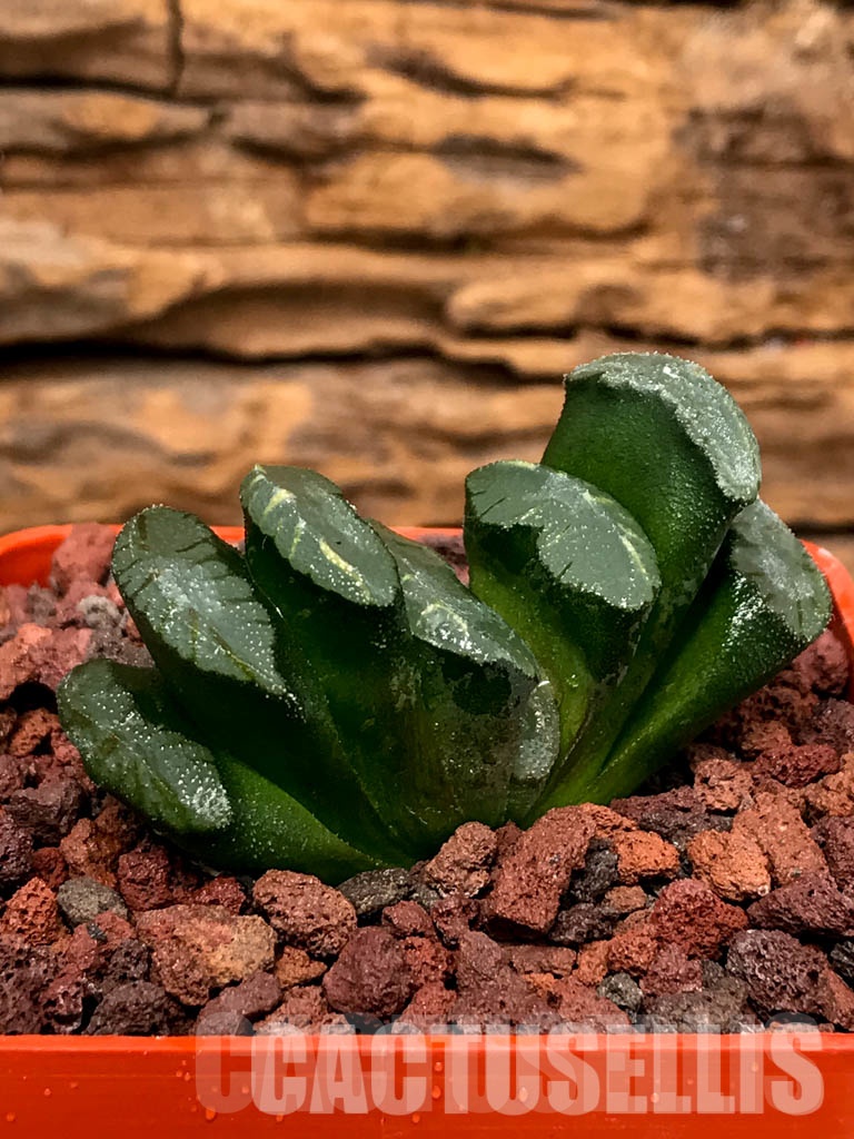 SHPRA5231 Haworthia truncata