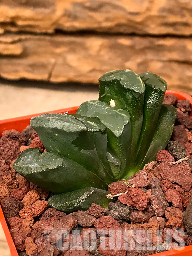 SHPRA5231 Haworthia truncata - Image 3