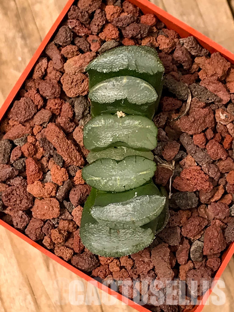 SHPRA5231 Haworthia truncata - Image 4