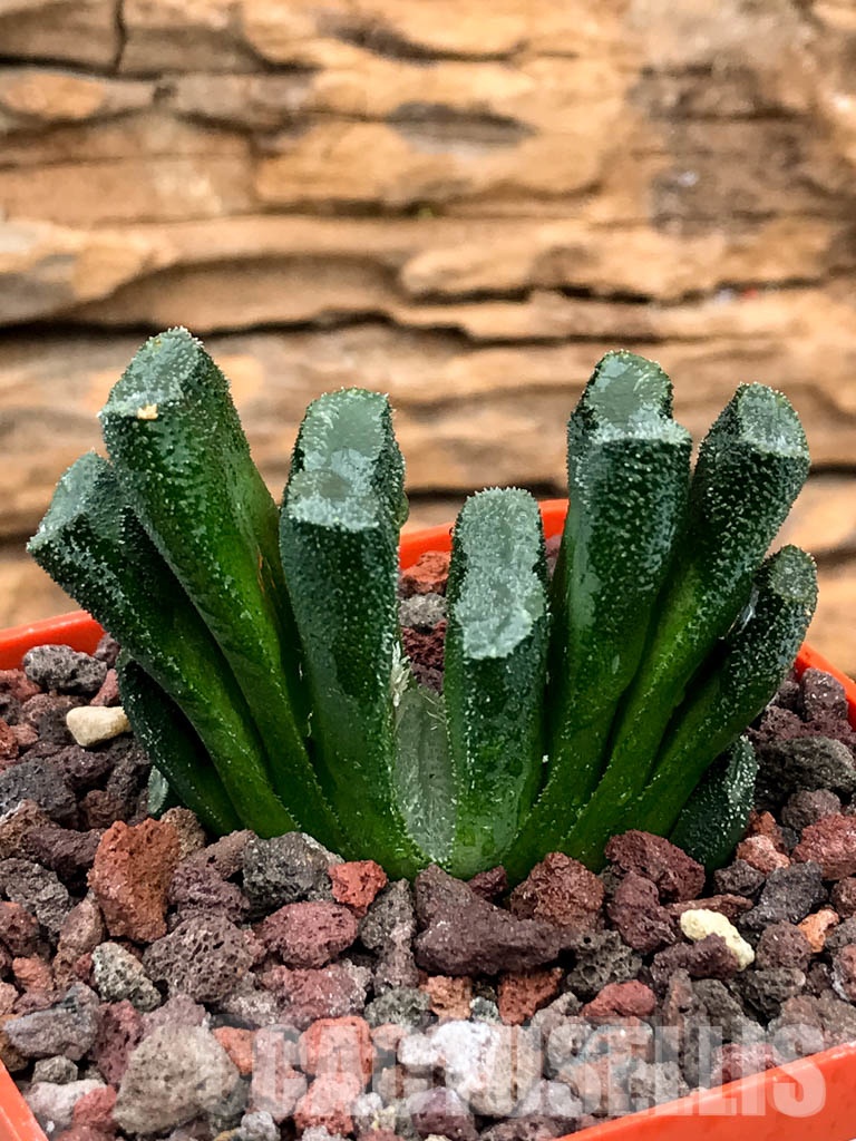SHPRA5232 Haworthia truncata minor - Image 2
