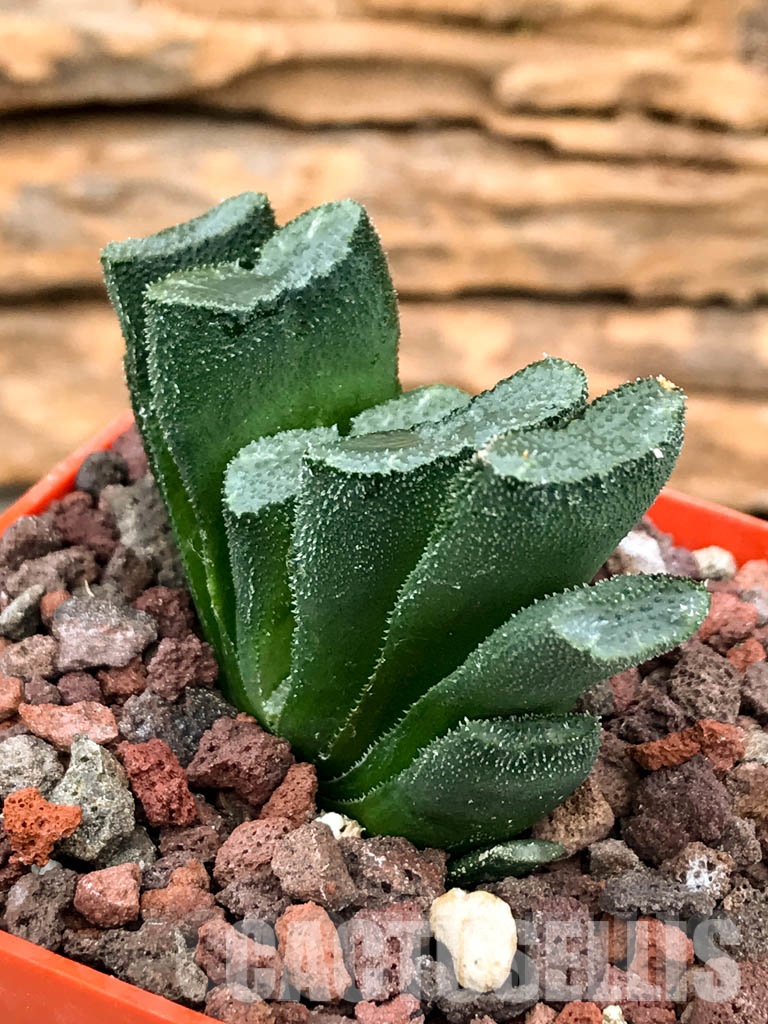 SHPRA5232 Haworthia truncata minor - Image 3