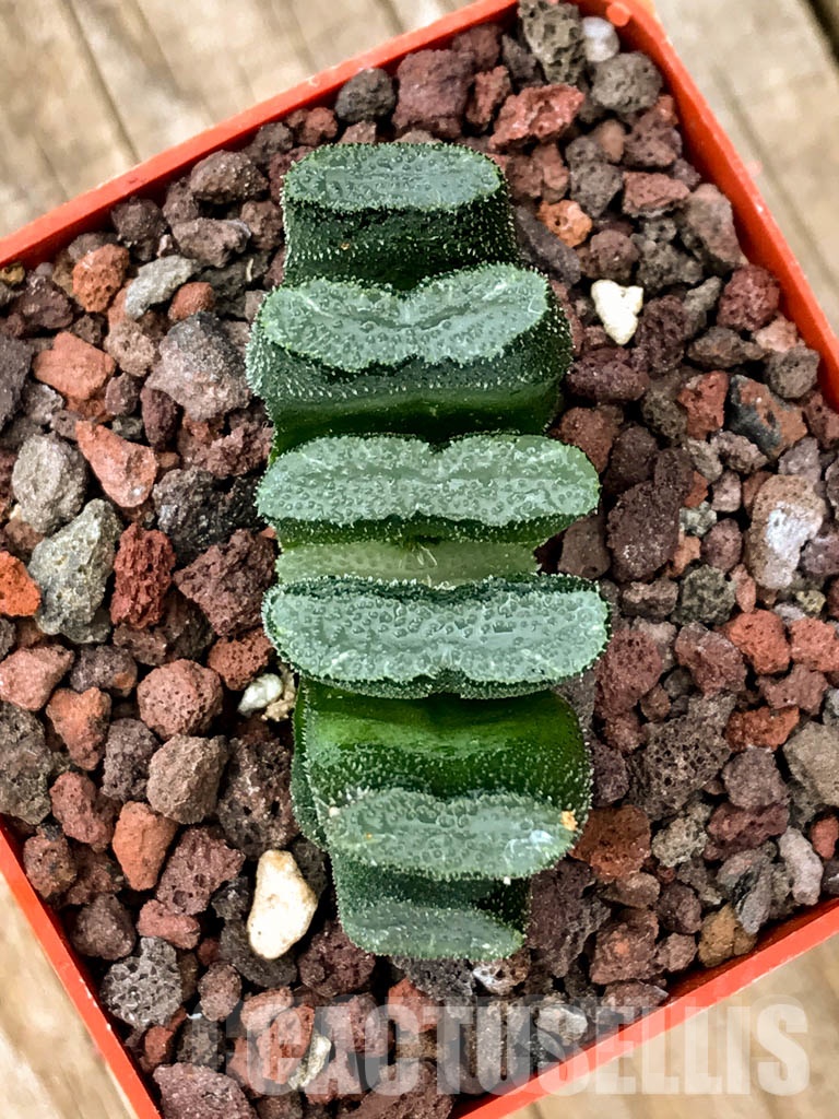 SHPRA5232 Haworthia truncata minor