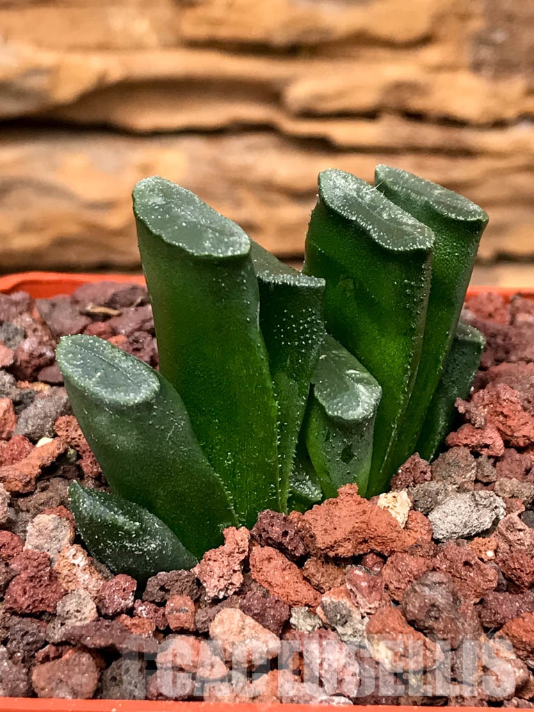SHPRA5234 Haworthia truncata