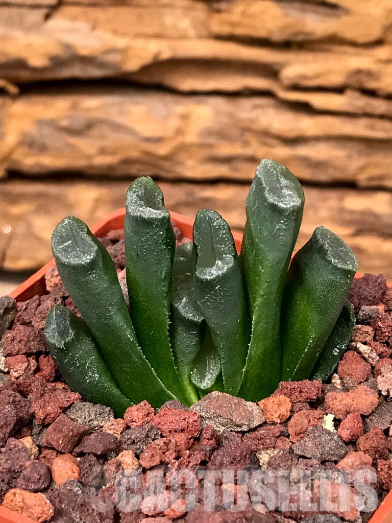 SHPRA5234 Haworthia truncata - Image 3