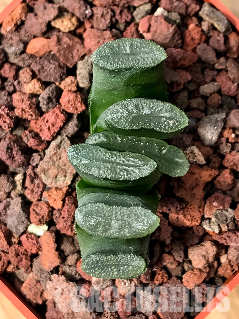 SHPRA5234 Haworthia truncata - Image 4