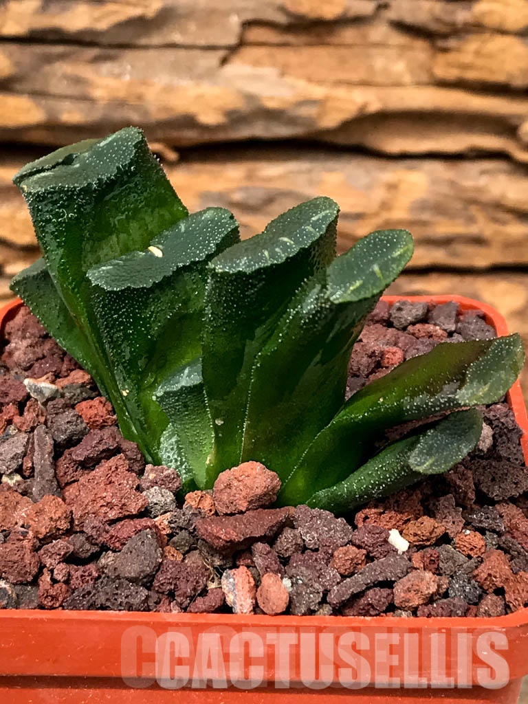 SHPRA5236 Haworthia truncata - Image 2