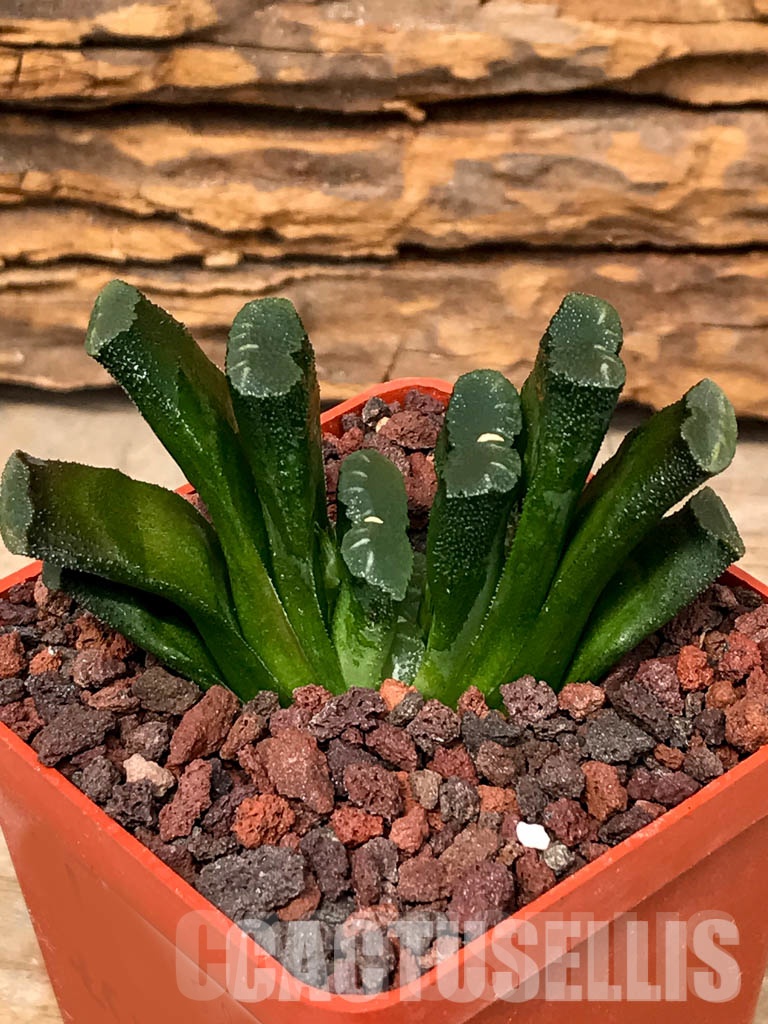 SHPRA5236 Haworthia truncata - Image 3