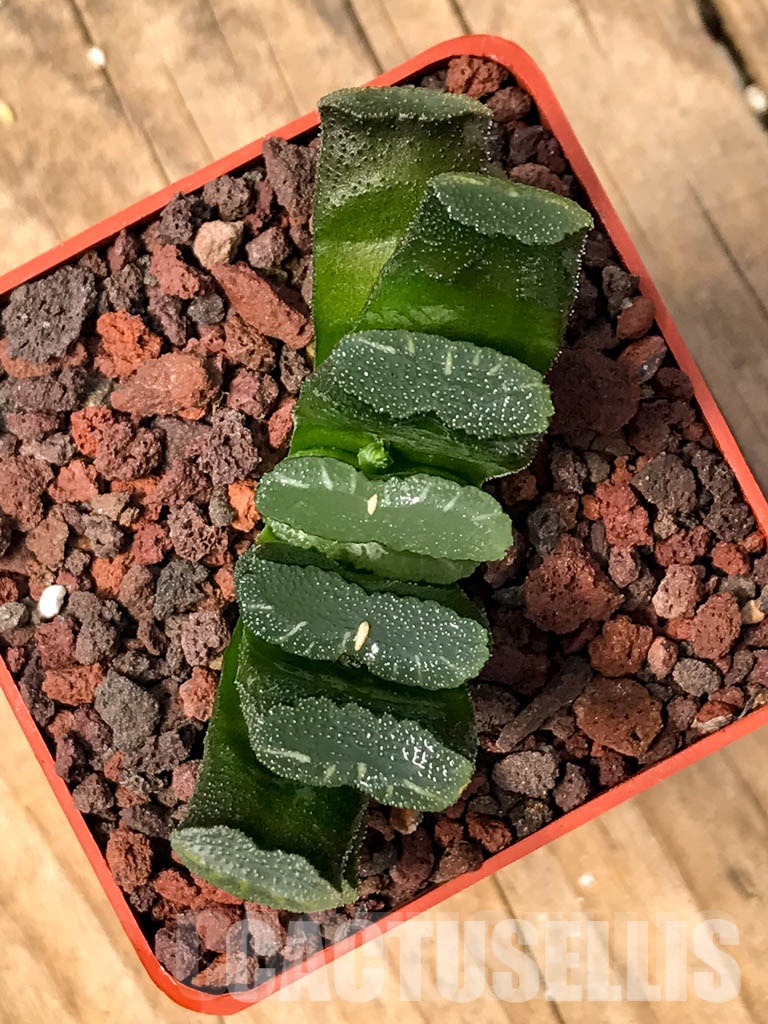 SHPRA5236 Haworthia truncata
