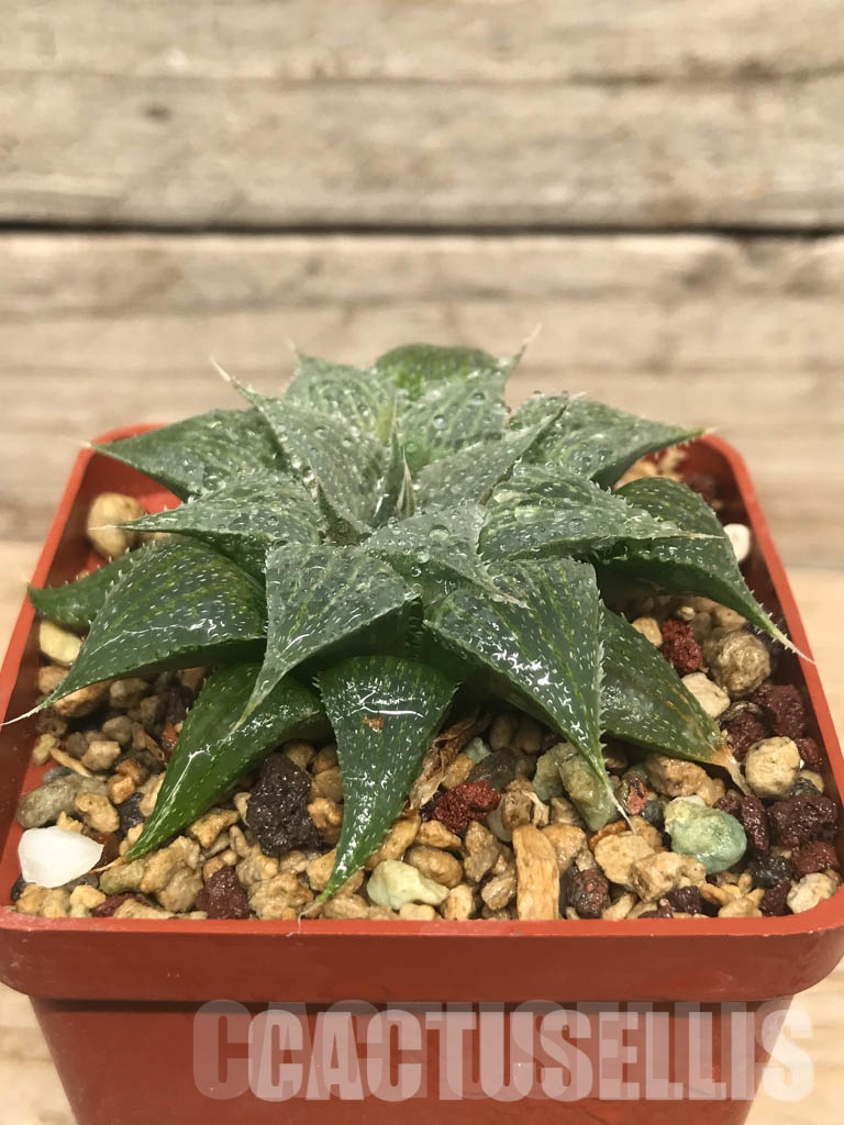 SHPR6493 Haworthia magnifica var. acuminata - Image 2