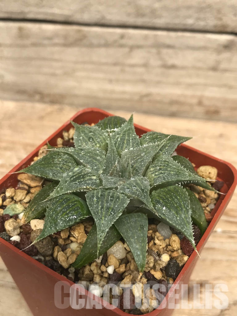 SHPR6493 Haworthia magnifica var. acuminata - Image 3