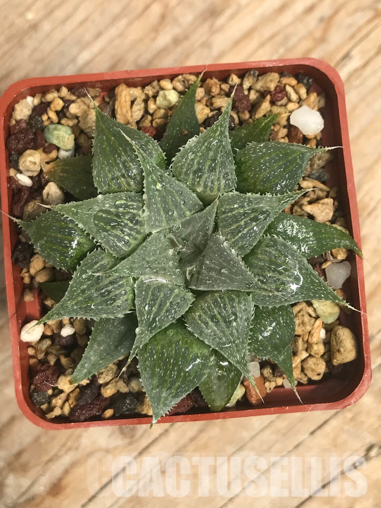SHPR6493 Haworthia magnifica var. acuminata