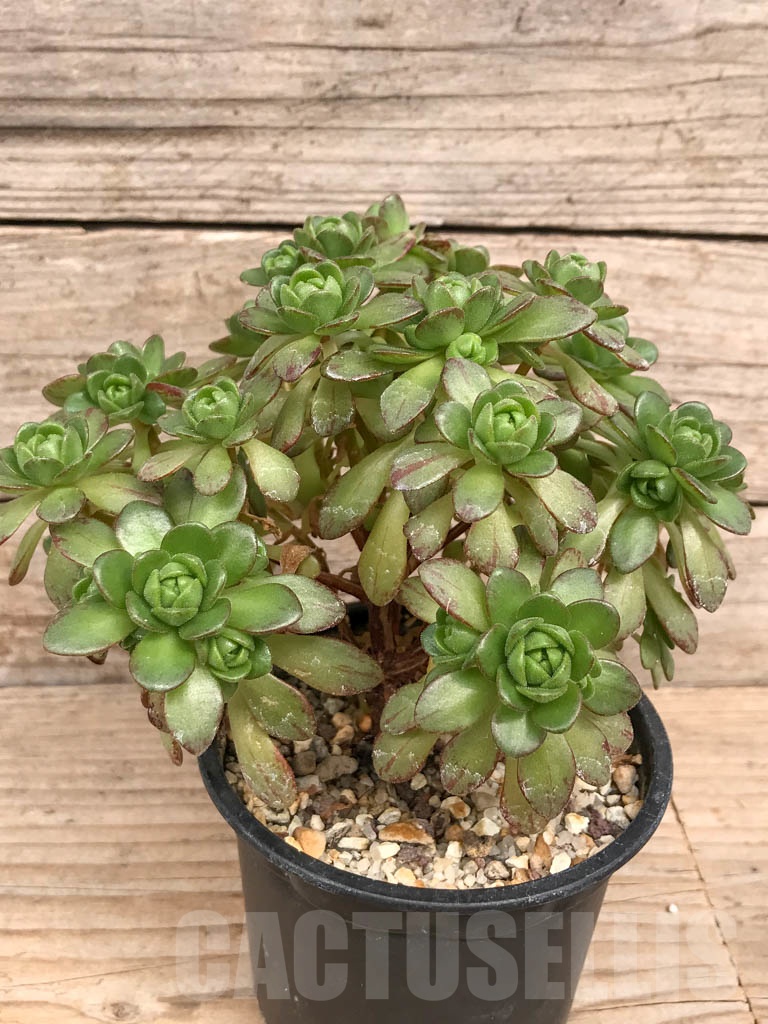 SHPR8232 Aeonium arnoldii - Image 2