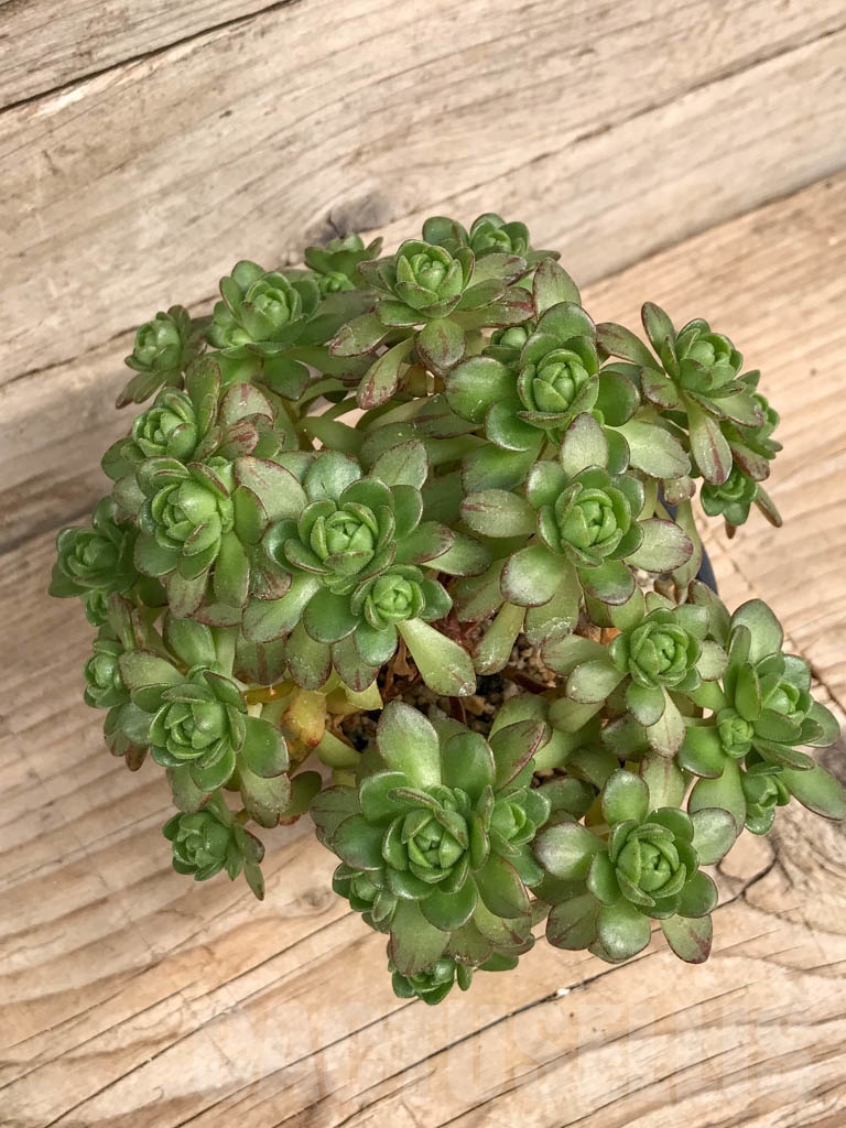 SHPR8232 Aeonium arnoldii