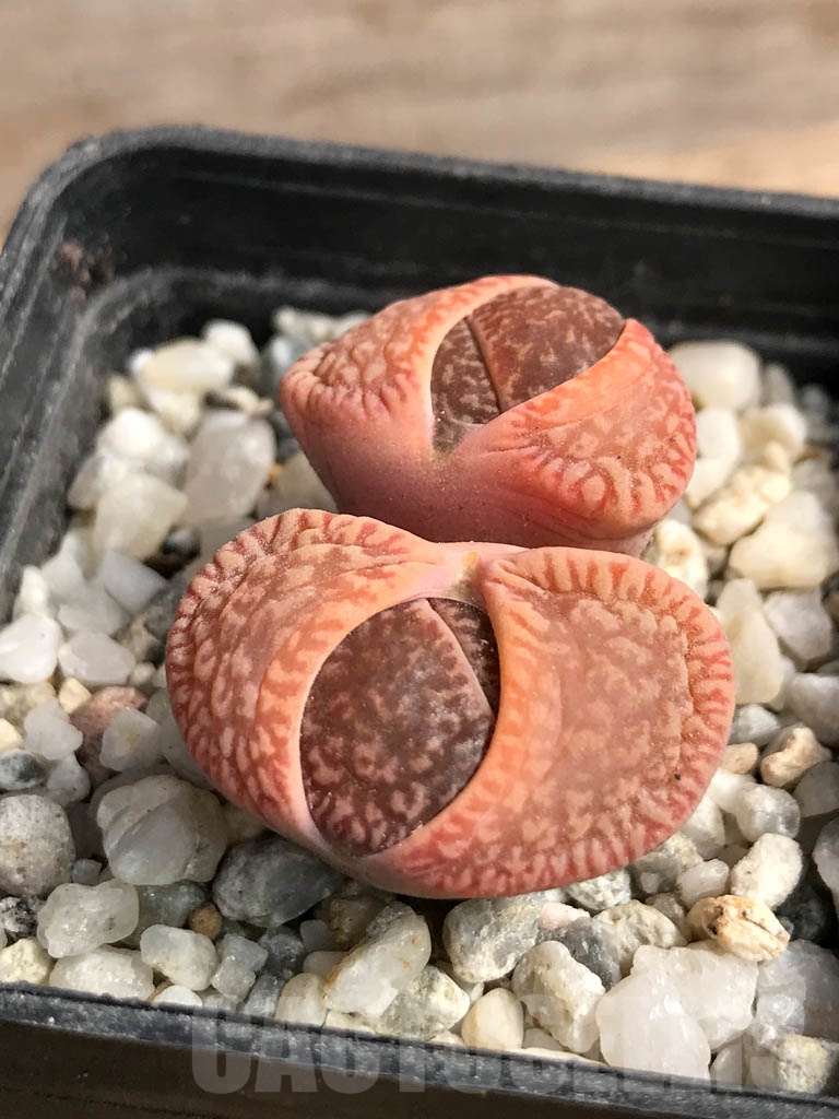 SHPR9087 Lithops aucampiae red, Danielskuil, South Africa, 2 heads - Image 2