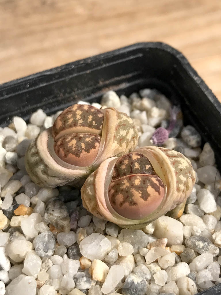 SHPR9104 Lithops dorotheae, select form, 2 heads - Image 2