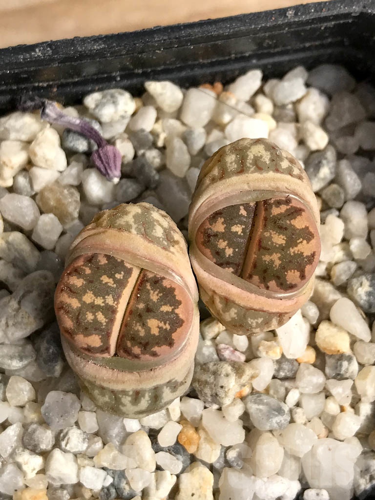 SHPR9104 Lithops dorotheae, select form, 2 heads