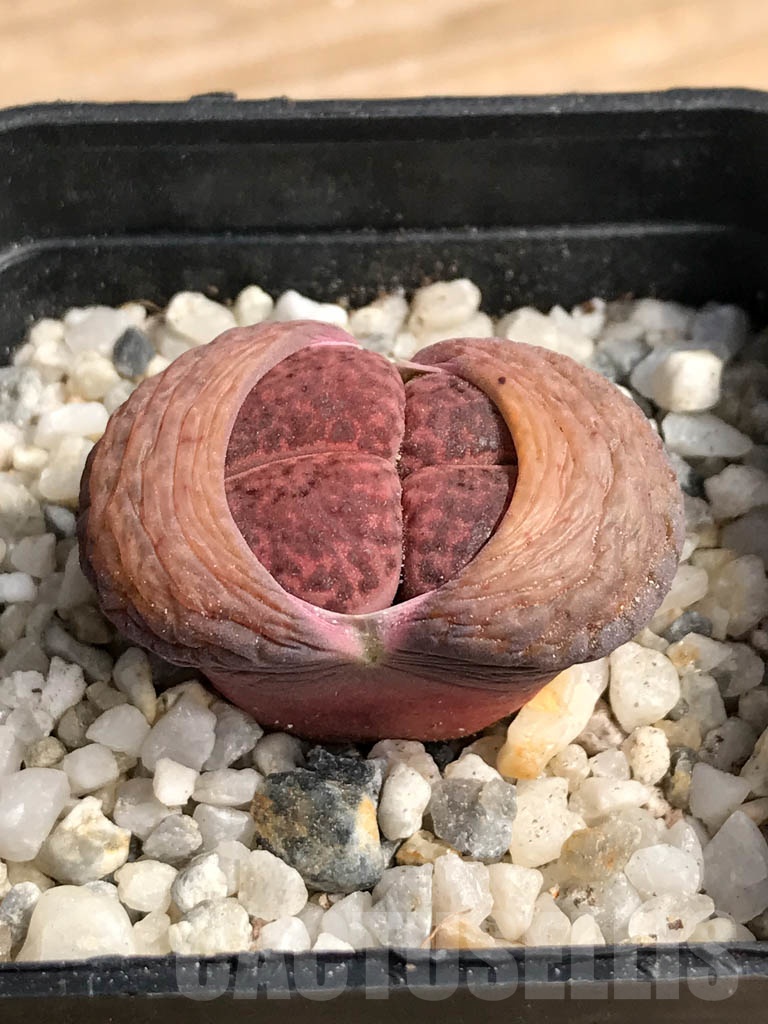 SHPR9110 Lithops bromfieldii 'Embers' - Image 2