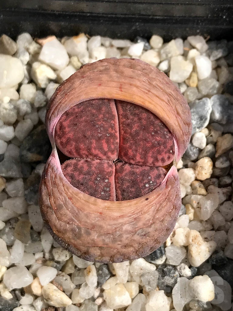 SHPR9110 Lithops bromfieldii 'Embers'