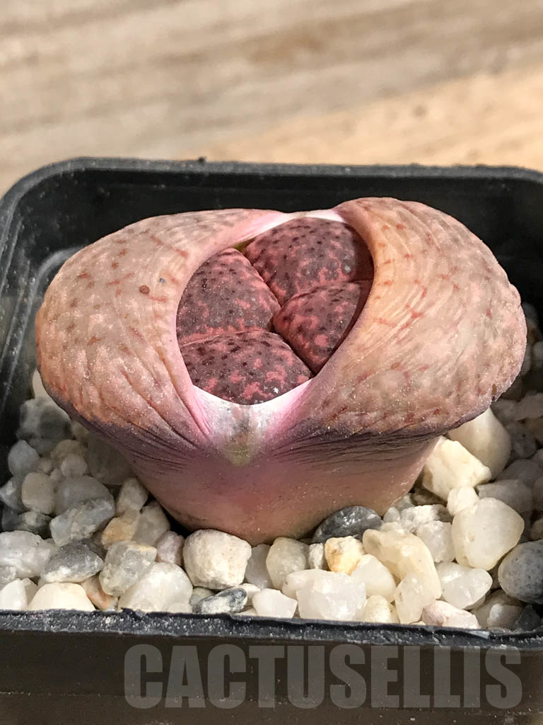 SHPR9111 Lithops bromfieldii 'Embers' - Image 2