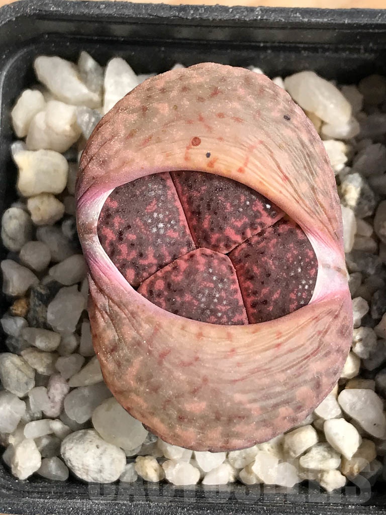 SHPR9111 Lithops bromfieldii 'Embers'