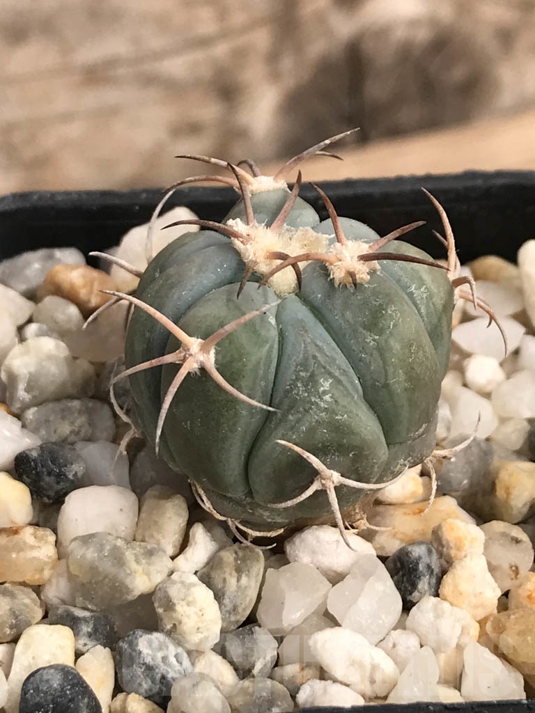 SHPR9116 Echinocactus horizonthalonius - Зображення 2