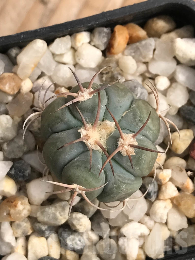 SHPR9116 Echinocactus horizonthalonius