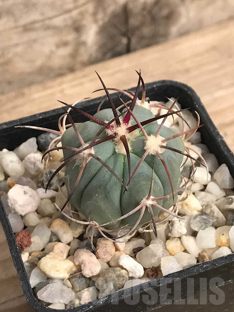 SHPR9117 Echinocactus horizonthalonius - Image 2