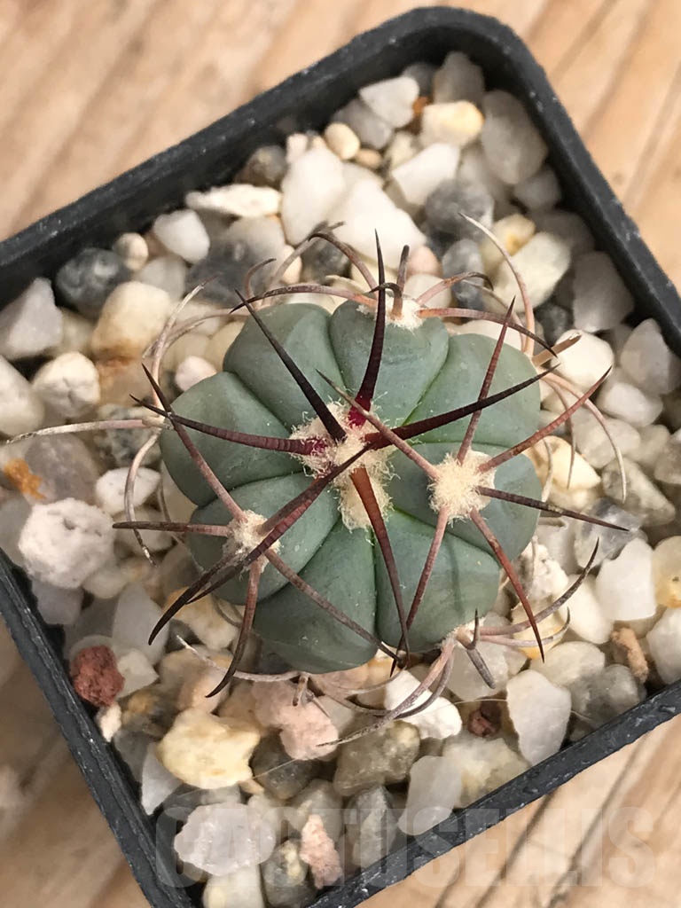 SHPR9117 Echinocactus horizonthalonius