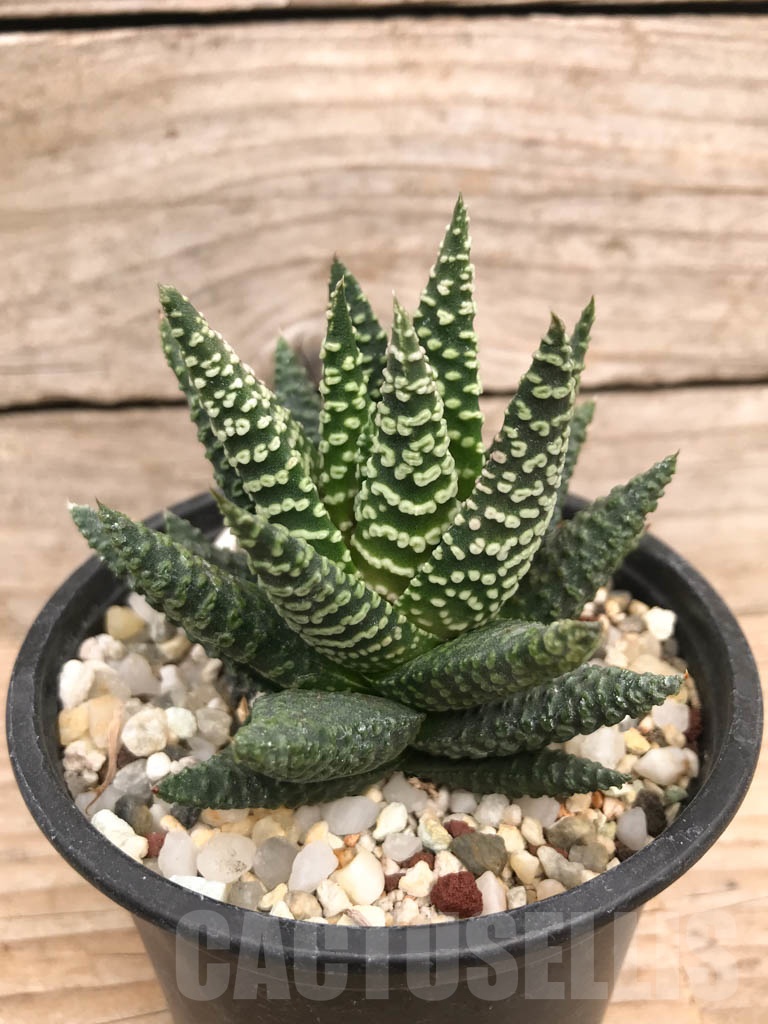 SHPR9119 Haworthia pumila 'Donut' - Image 2