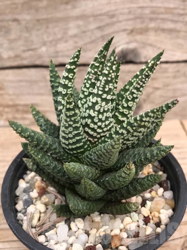 SHPR9119 Haworthia pumila 'Donut'
