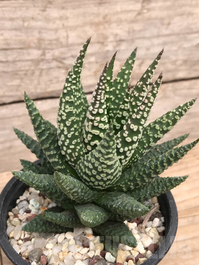 SHPR9119 Haworthia pumila 'Donut' - Image 4