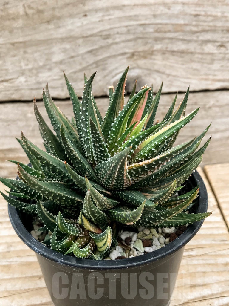SHPR9123 Haworthia pumila variegated - Image 2
