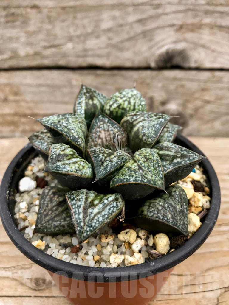 SHPR9125 Haworthia splendens 'Hana Aoi' - immagine 2
