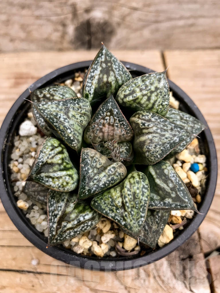 SHPR9125 Haworthia splendens 'Hana Aoi' - immagine 3