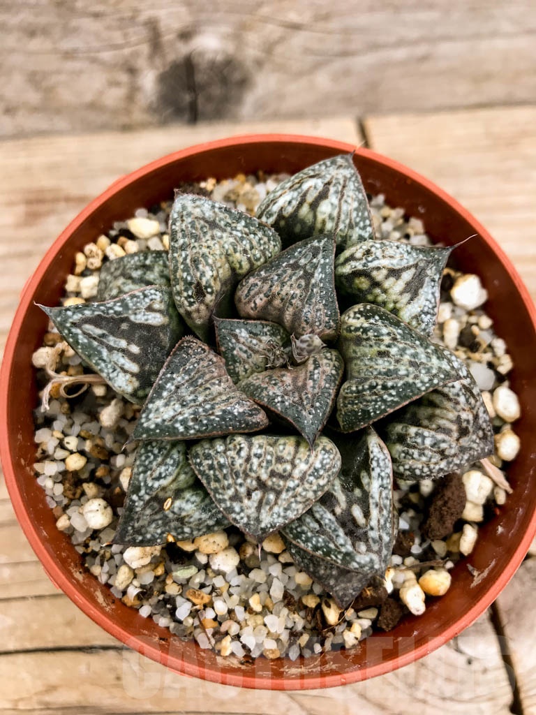 SHPR9125 Haworthia splendens 'Hana Aoi' - immagine 4