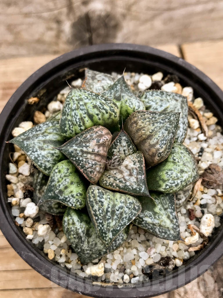 SHPR9125 Haworthia splendens 'Hana Aoi'