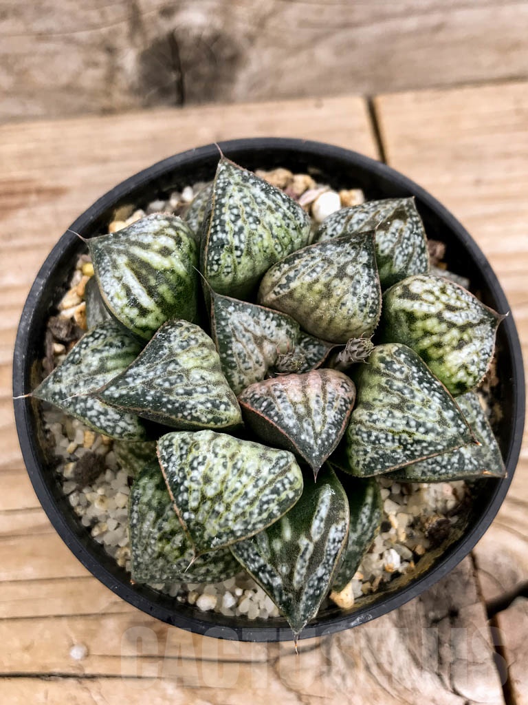 SHPR9125 Haworthia splendens 'Hana Aoi' - immagine 7