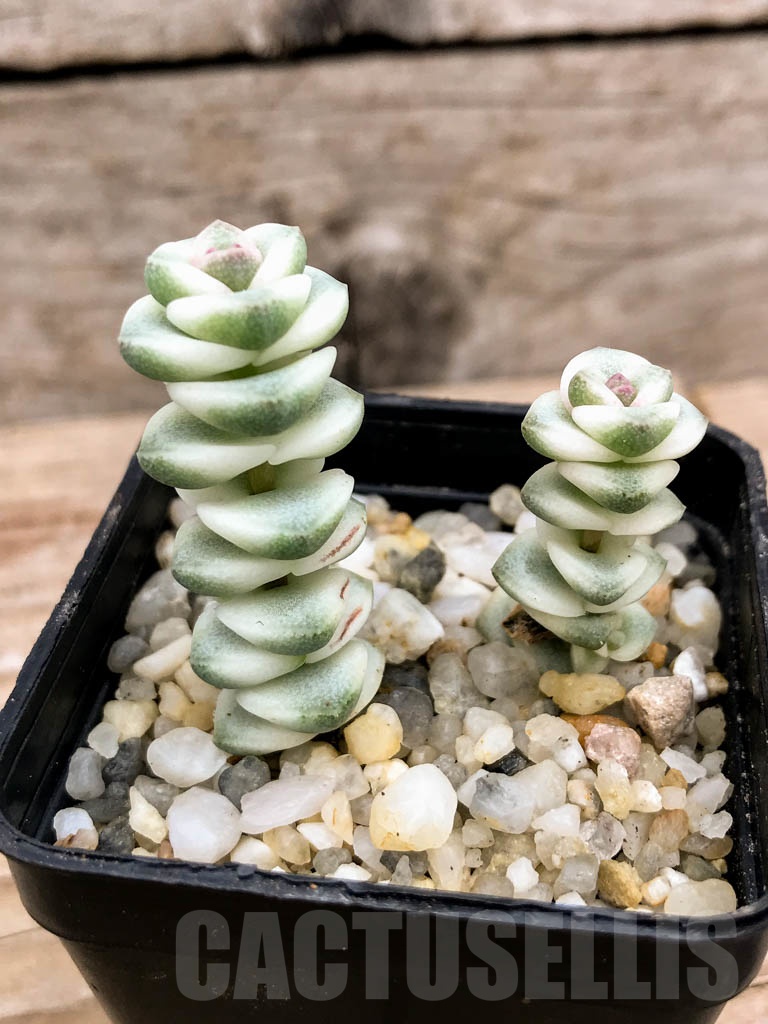 SHPR9135 Crassula perforata ssp haugaensis mini var. - immagine 5