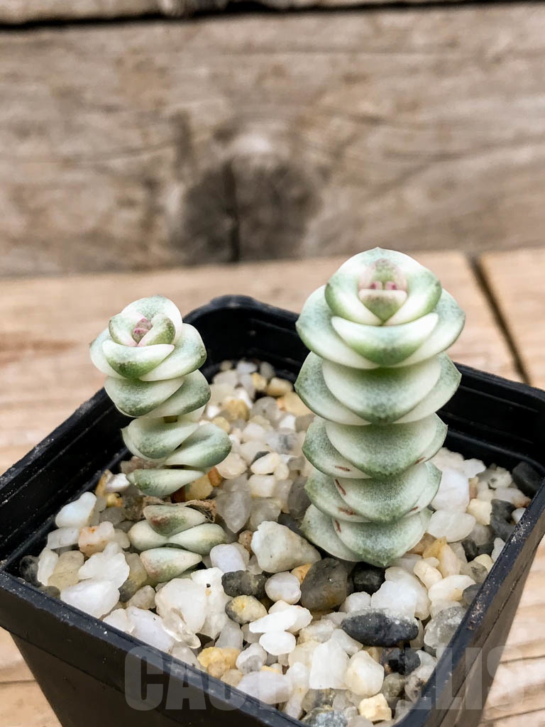 SHPR9135 Crassula perforata ssp haugaensis mini var. - immagine 4