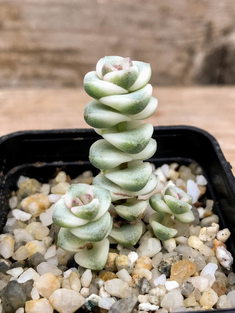 SHPR9135 Crassula perforata ssp haugaensis mini var. - immagine 3