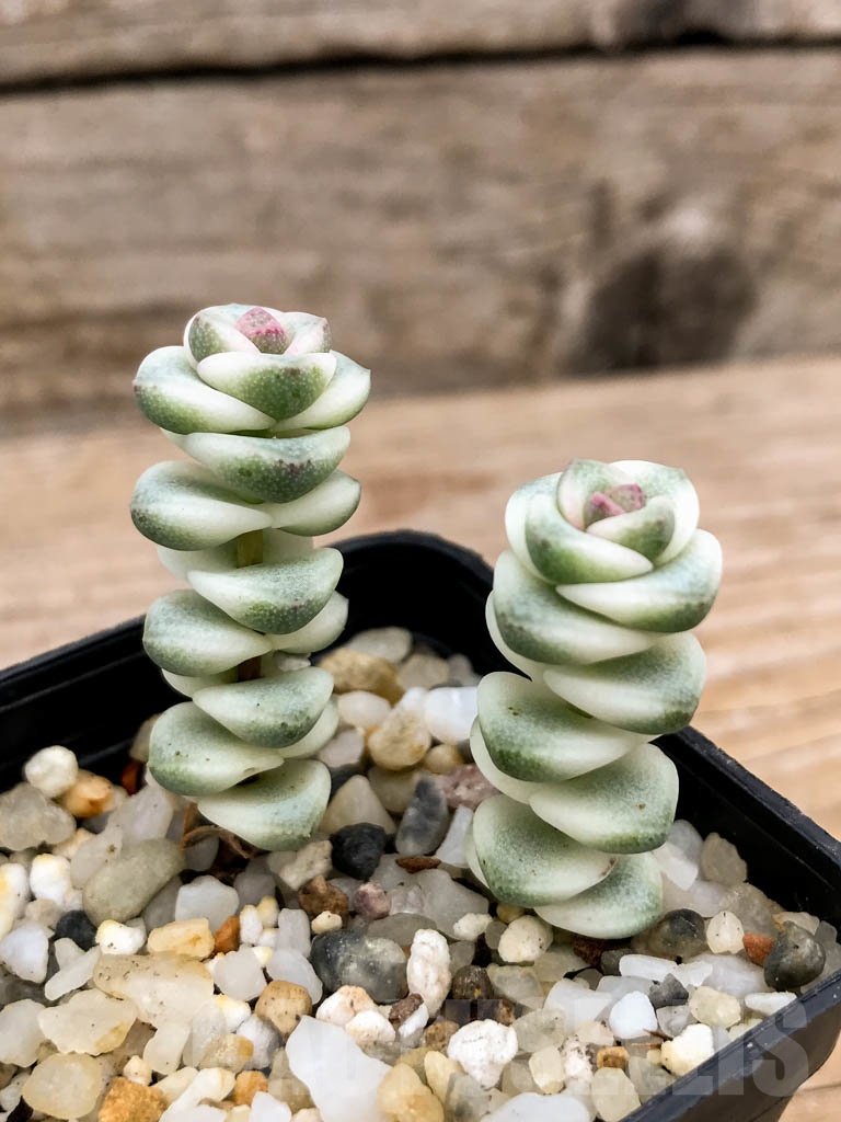 SHPR9135 Crassula perforata ssp haugaensis mini var. - immagine 2