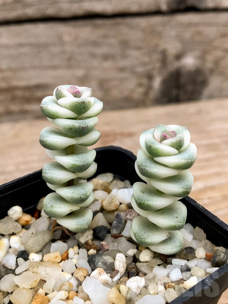 SHPR9135 Crassula perforata ssp haugaensis mini var.