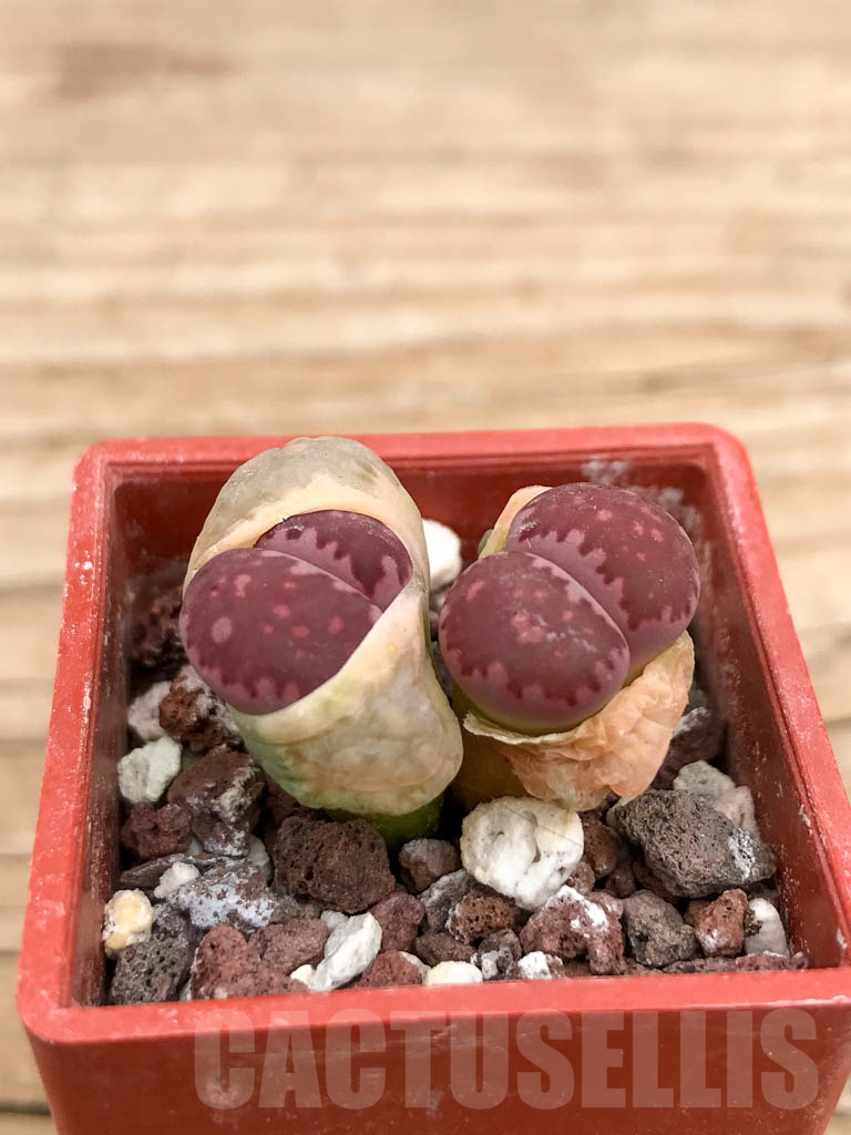 SHPR9138 Lithops ‘Bacchus’ x julii - Image 2