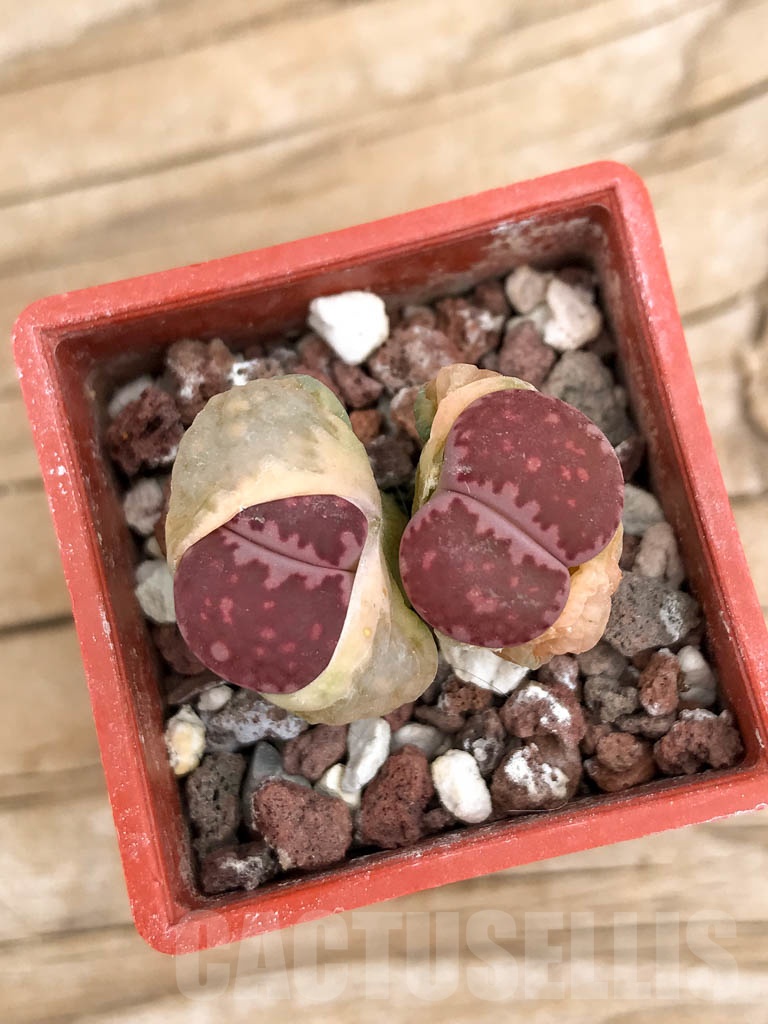 SHPR9138 Lithops ‘Bacchus’ x julii