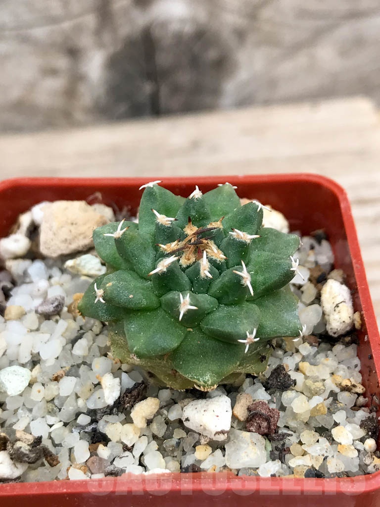 SHPR9145 Turbinicarpus alonsoi RS 546, Guanajuato, Mexicó