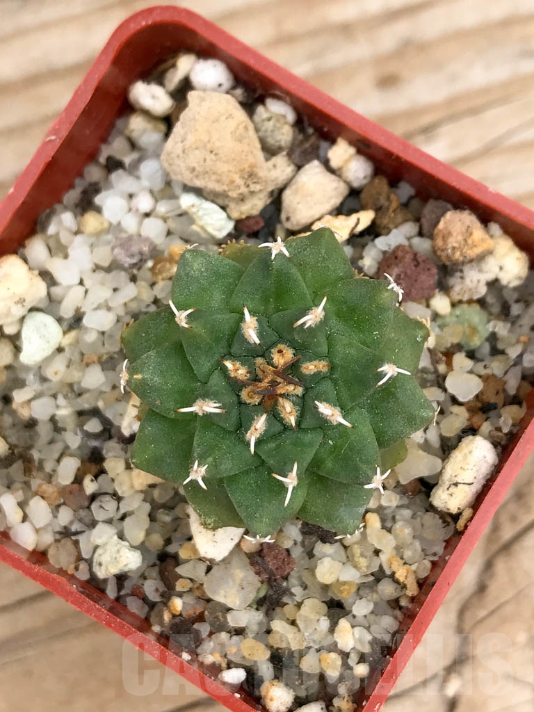 SHPR9145 Turbinicarpus alonsoi RS 546, Guanajuato, Mexicó - Image 3