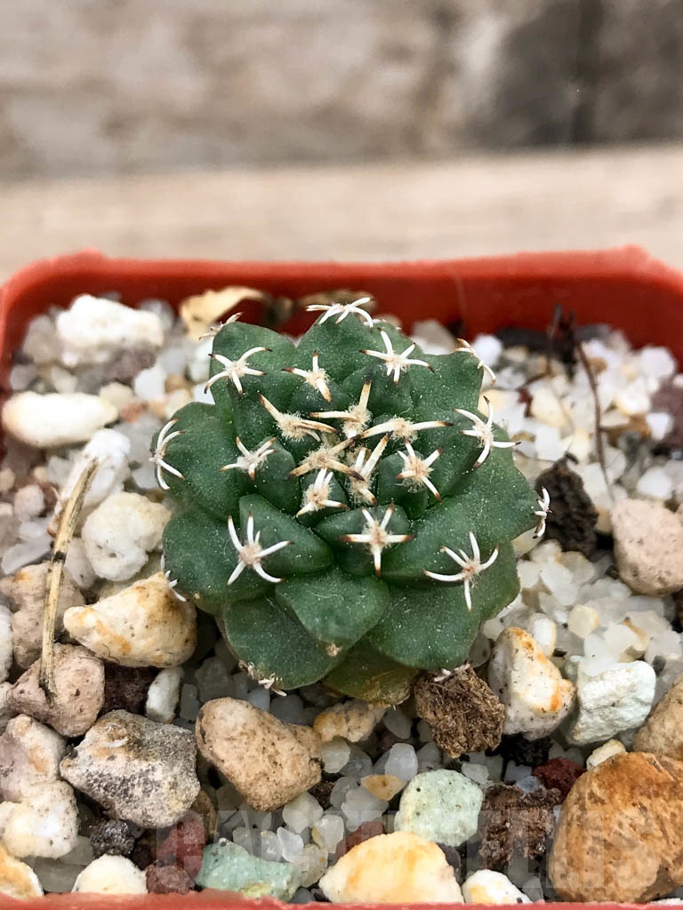 SHPR9146 Turbinicarpus alonsoi RS 546, Guanajuato, Mexicó - Image 2