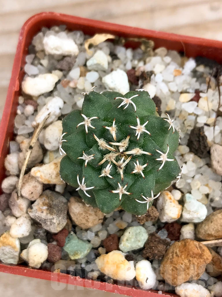 SHPR9146 Turbinicarpus alonsoi RS 546, Guanajuato, Mexicó