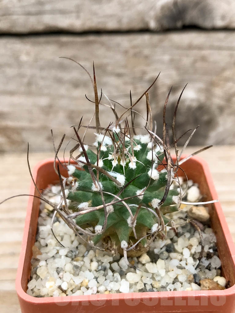 SHPR9147 Turbinicarpus gracilis